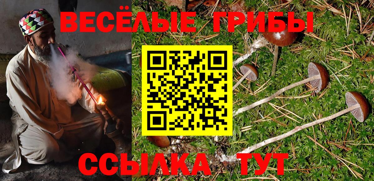 Галлюциногенные грибы Psilocybine cubensis Мурино